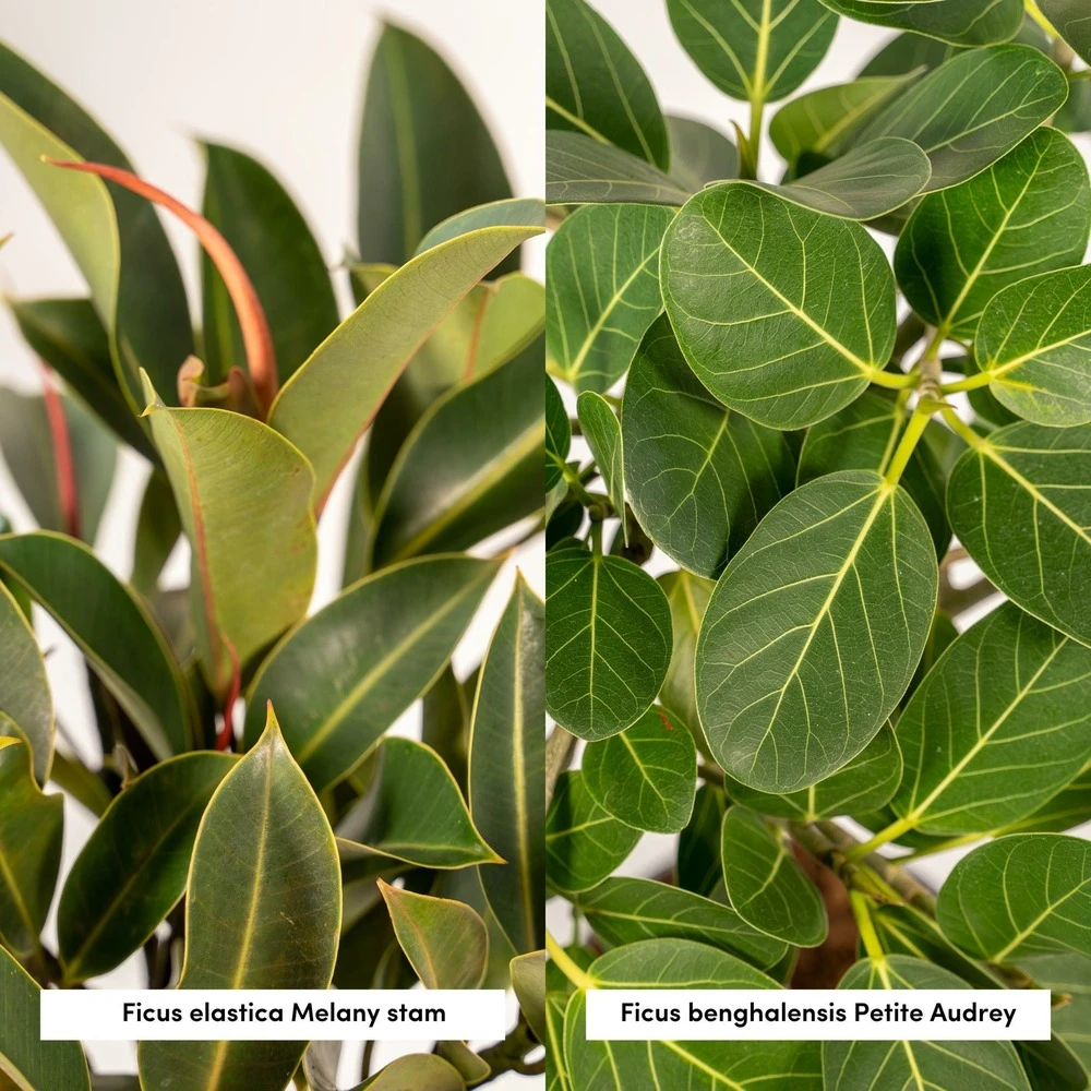 Ficus Elastica Melany, Ficus Benghalensis Audrey Et Leurs Paniers Noirs, Duo De Plantes - Grandes Plantes D'intérieur 5 Ficus Elastica Melany, Ficus Benghalensis Audrey Et Leurs Paniers Noirs, Duo De Plantes - Grandes Plantes D'intérieur – Image 3
