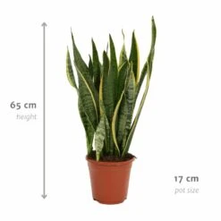 Sansevieria Laurentii - H65cm, ø17cm - Plante D'intérieur Sans Entretien 10 Sansevieria Laurentii - H65cm, ø17cm - Plante D'intérieur Sans Entretien -Terre et Verdure 8b83ee9599ade551