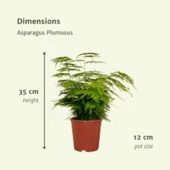 Asparagus Plumosus - H35cm, ø12cm - Plante D'intérieur -Terre et Verdure 8bc2b5247f4f3f1a