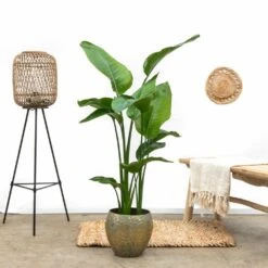 Strelitzia Nicolai Xl - H160cm, ø19cm - Très Grande Plante D'intérieur -Terre et Verdure 8bf94e9b4425e460