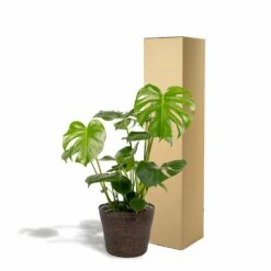 Delicious Monstera Et Son Panier Noir - H80cm, ø21cm - Plante D'intérieur -Terre et Verdure 8db70039d6a4af95