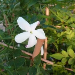 Jasmin De Grasse' - Jasminum Grandiflorum 3l -Terre et Verdure 8e2768ecb4b5ce36