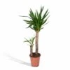 Yucca Xl - H100cm, ø21cm - Très Grande Plante D'intérieur