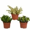 Crassula, Box De 3 Plantes - H15cm, ø10,5cm - Plantes D'intérieur -Terre et Verdure 8e7c80bb5dcb1cca