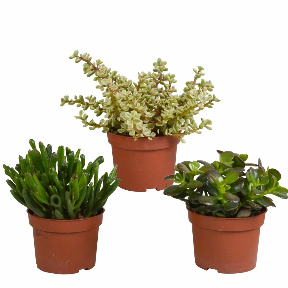 Crassula, Box De 3 Plantes - H15cm, ø10,5cm - Plantes D'intérieur 3 Crassula, Box De 3 Plantes - H15cm, ø10,5cm - Plantes D'intérieur