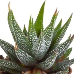 Gasteria, Haworthia, Box De 5 Plantes - H12cm, ø5,5cm - Plantes D'intérieur -Terre et Verdure 8f6303b2df7c9f36