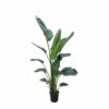 Strelitzia Nicolai Xxl - H210cm - Très Grande Plante D'intérieur -Terre et Verdure 8fbde405258b6644