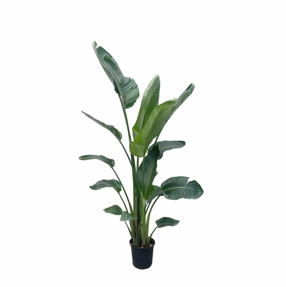 Strelitzia Nicolai Xxl - H210cm - Très Grande Plante D'intérieur 3 Strelitzia Nicolai Xxl - H210cm - Très Grande Plante D'intérieur