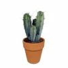 Myrtillocactus Et Son Cache-pot En Terracotta - H40cm, ø17cm - Plante D'intérieur 2 Myrtillocactus Et Son Cache-pot En Terracotta - H40cm, ø17cm - Plante D'intérieur -Terre et Verdure 8fca0c9de4ef5996