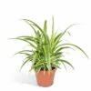 Chlorophytum - H25cm, ø12cm - Plante D'intérieur 1 Chlorophytum - H25cm, ø12cm - Plante D'intérieur -Terre et Verdure 8fd510a0641f15ad
