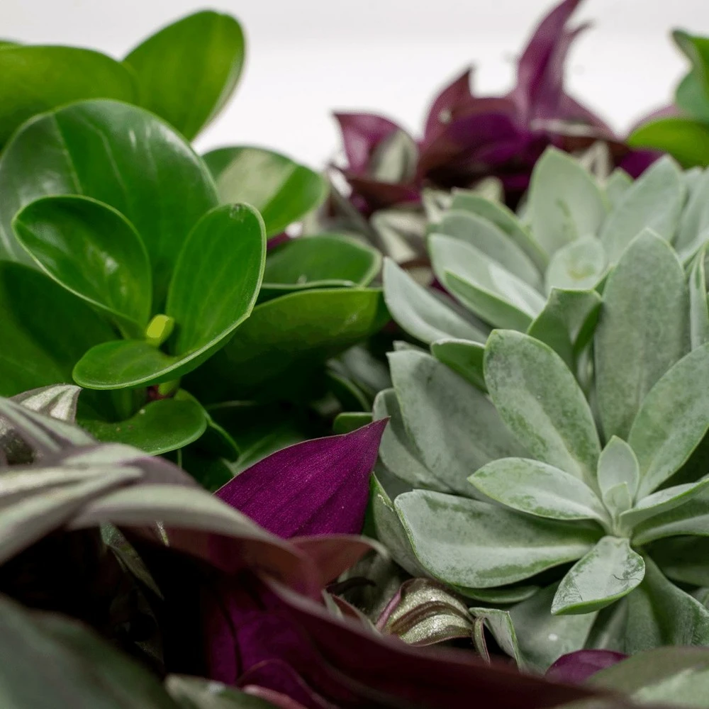 Box 3 Plantes D'intérieur - H20cm, ø12cm - Plantes D'intérieur 5 Box 3 Plantes D'intérieur - H20cm, ø12cm - Plantes D'intérieur – Image 3