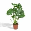 Monstera Deliciosa - H55cm, ø17cm - Plante D'intérieur 2 Monstera Deliciosa - H55cm, ø17cm - Plante D'intérieur -Terre et Verdure 904b8032eb492a67