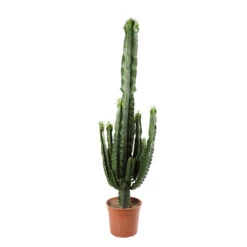 Euphorbe Erythrea H170cm : Pot Ø35cm -Terre et Verdure 906240 2018675