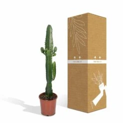 Euphorbia Acrurensis - H50cm, ø17cm - Grande Plante D'intérieur -Terre et Verdure 9085af23248e93ea
