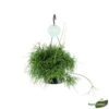 Rhipsalis Oasis, Suspension D17cm 1 Rhipsalis Oasis, Suspension D17cm -Terre et Verdure 908707 001
