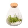 Terrarium Penché Avec Bouchon Liège D30cm 2 Terrarium Penché Avec Bouchon Liège D30cm -Terre et Verdure 909374 002