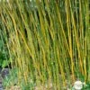 Bambou Moyen Phyllostachys Bissetii: Pot De 10 Litres -Terre et Verdure 911946 1704418