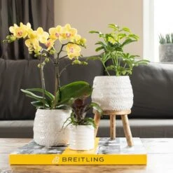 Schefflera Bush - H36cm, ø9cm - Plante D'intérieur -Terre et Verdure 9204b779d0f2357d