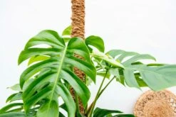Monstera Deliciosa Xxl - H225cm, ø35cm - Très Grande Plante D'intérieur -Terre et Verdure 921848eef9d9aa29