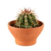 Cactus: Coupe D15cm