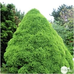 Sapinette Blanche (Picea Glauca) 'Conica' 50/60 : Pot 5L -Terre et Verdure 933105 002