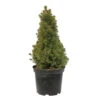 Sapinette Blanche (Picea Glauca) 'Conica' 50/60 : Pot 5L