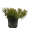 Pinus Mugo Pumilio H30/40cm : Pot 3L -Terre et Verdure 933116 2053501