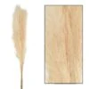 Bouquet Séché Pampas Mace 115-117cm 3pcs -Terre et Verdure 933178 2064808