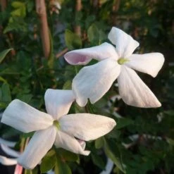 Jasmin De Grasse' - Jasminum Grandiflorum 3l -Terre et Verdure 9358d9931f25faf6