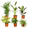 Box Suprise X6 - Plantes D'intérieur 2 Box Suprise X6 - Plantes D'intérieur -Terre et Verdure 93a455c4678b46e6