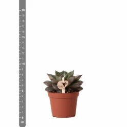 Echeveria Purpusorum - H9cm, ø6cm - Plante D'intérieur -Terre et Verdure 93d4d1b512e566d1
