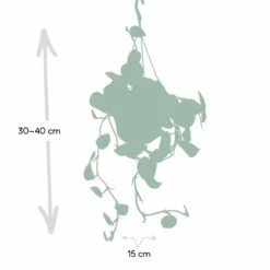 Pothos Scindapsus Pictus Epipremnum - H25cm, ø15cm - Plante D'intérieur Tombante -Terre et Verdure 93e8374b7f6c9c6c