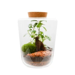 Terrarium Fermé, Lima Taille M