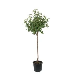 Kaki "Sharon" 1/2T Pot 15L -Terre et Verdure 952753 004