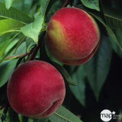 Pêcher à Chair Blanche Amsden, Bio, Gobelet -Terre et Verdure 952755 1774732