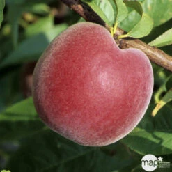 Pêcher à Chair Jaune JH Hale BIO, Gobelet 2 Ans -Terre et Verdure 952757 1774771