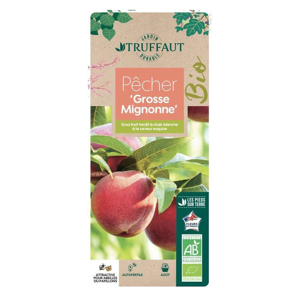 Pêcher Grosse Mignonne Bio, Gobelet 2 Ans 3 Pêcher Grosse Mignonne Bio, Gobelet 2 Ans