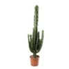 Euphorbe Erythrea : Pot Ø27 Cm -Terre et Verdure 953625 002