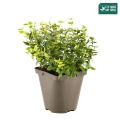 Euonymus Fortunei 'Emerald'n Gold : Pot 3L -Terre et Verdure 954301 001