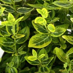Euonymus Fortunei 'Emerald'n Gold : Pot 3L -Terre et Verdure 954301 002