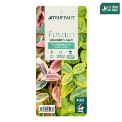 Euonymus Fortunei 'Emerald'n Gold : Pot 3L -Terre et Verdure 954301 003