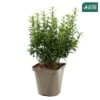 Euonymus Japonicus 'Mycrophyllus' : Pot 3L -Terre et Verdure 954309 001
