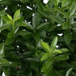 Euonymus Japonicus 'Mycrophyllus' : Pot 3L -Terre et Verdure 954309 002