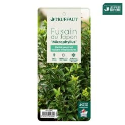 Euonymus Japonicus 'Mycrophyllus' : Pot 3L -Terre et Verdure 954309 004