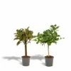 Ficus Elastica Melany, Ficus Benghalensis Audrey, Duo De Plantes - Grandes Plantes D'intérieur -Terre et Verdure 95f73c4bbc680153