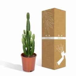 Euphorbia Acrurensis - H80cm, ø24cm - Grande Plante D'intérieur -Terre et Verdure 961446c69616177c