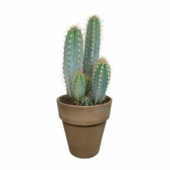 Pilosocereus Azureus Et Son Cache-pot Marron - H40cm, ø17cm - Plante D'intérieur 11 Pilosocereus Azureus Et Son Cache-pot Marron - H40cm, ø17cm - Plante D'intérieur -Terre et Verdure 963343ed4487e29a