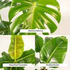 Monstera Deliciosa, Bananier Musa, Strelitzia Nicolai - Grandes Plantes D'intérieur -Terre et Verdure 964644ac6b97da9d