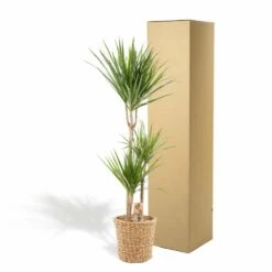 Dracaena Et Son Panier Naturel - H120cm, ø21cm - Très Grande Plante D'intérieur -Terre et Verdure 966c502bf27294de