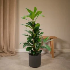 Ficus Cyathistipula - H80cm, ø21cm - Grande Plante D'intérieur 8 Ficus Cyathistipula - H80cm, ø21cm - Grande Plante D'intérieur -Terre et Verdure 97bd68d5e23a6cd7